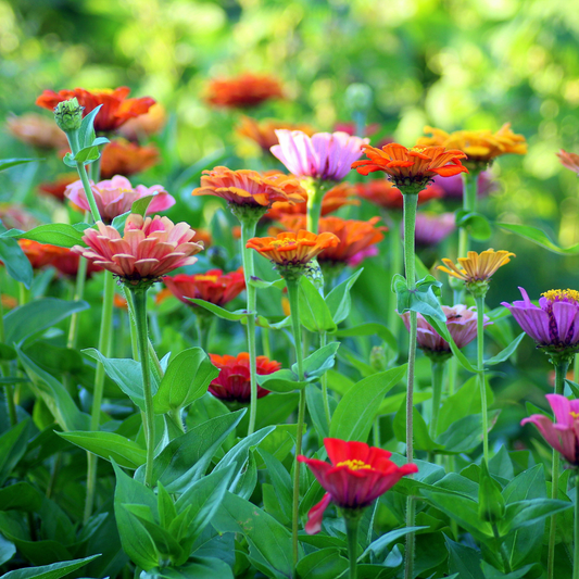 How to Create a Beautiful and Sustainable Flower Garden