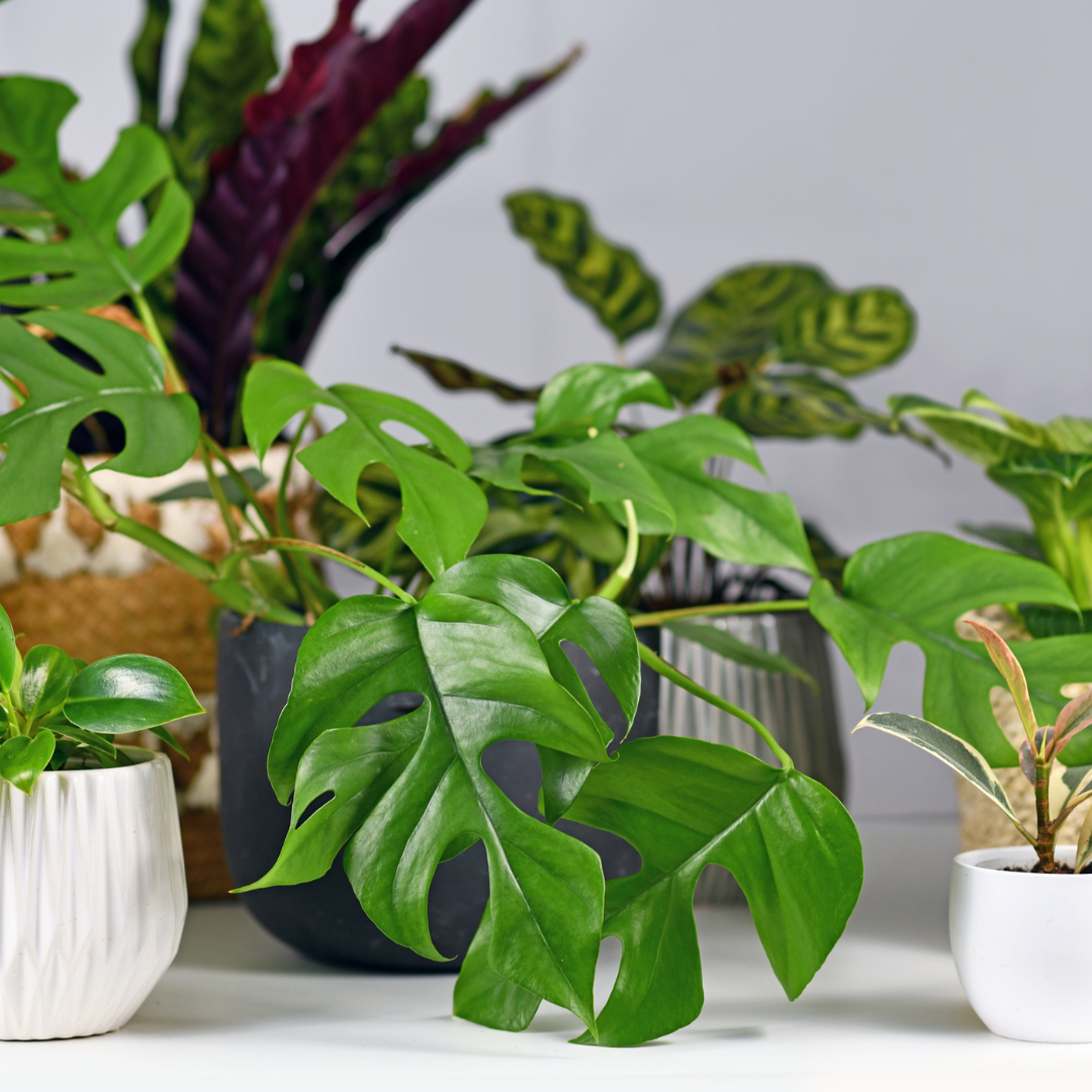 Bring Some Green into Your Life: The Benefits of House Plants
